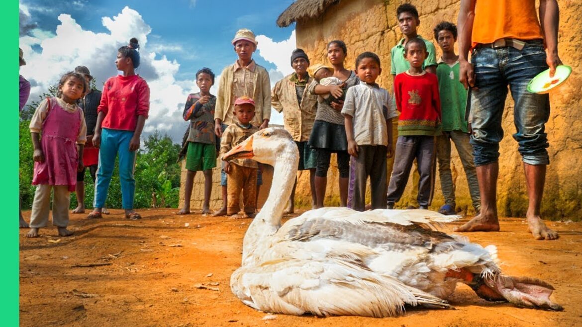 1 Goose/25 People!!! Food of Madagascar!!! 1 Goose/25 People!!! Food of Madagascar!!!