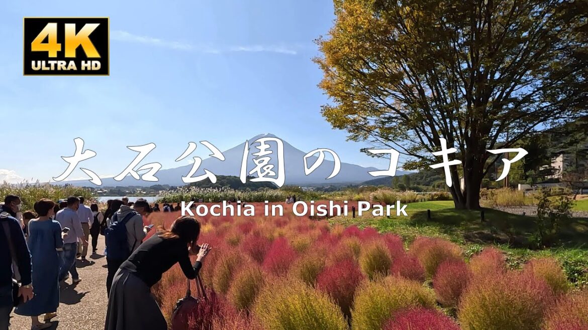 Oishi Park, Mt. Fuji, Kochia and Lake Kawaguchi