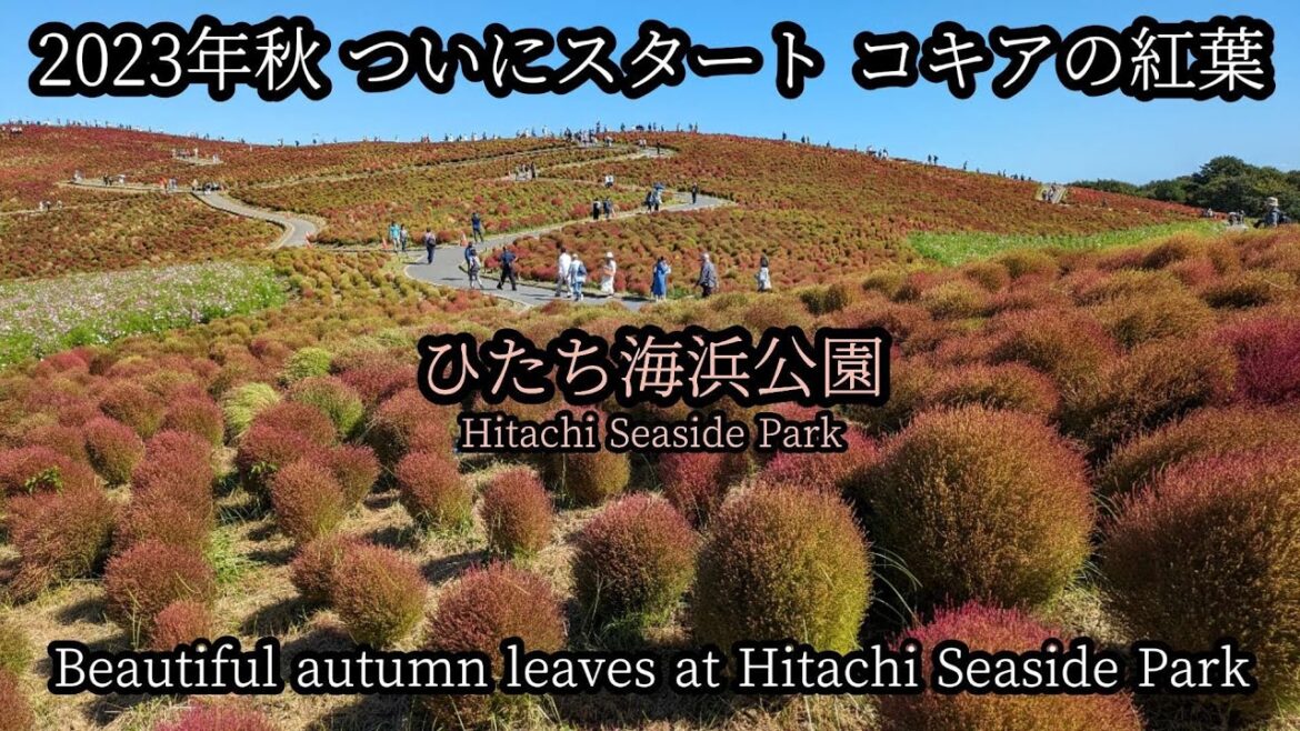 ついにスタート丘を真っ赤に染めるコキアの紅葉　ひたち海浜公園のコキア紅葉の状況はどうなっている？　Autumn leaves of kochia at Hitachi Seaside Park