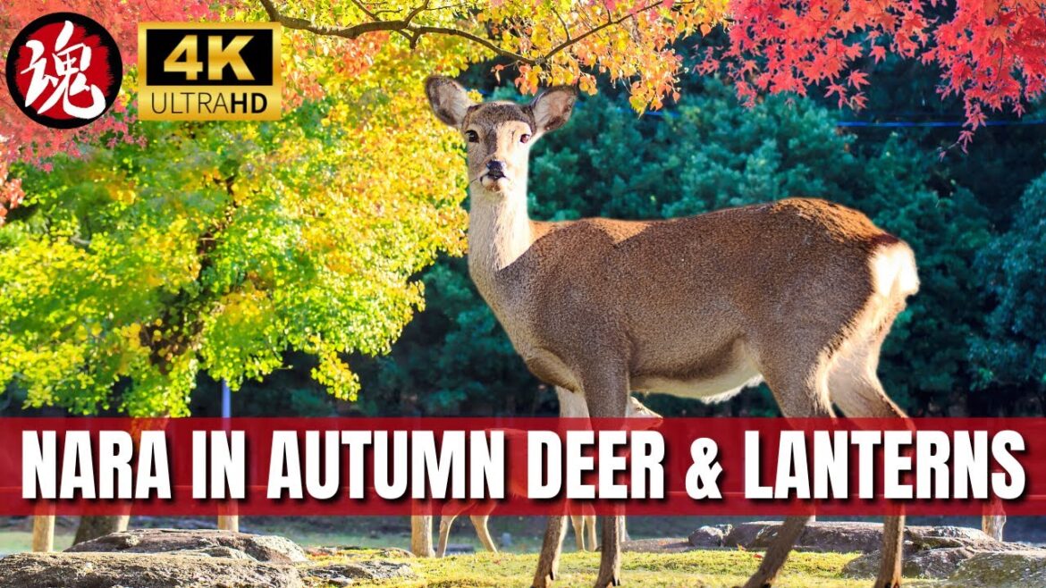 Autumn Walk with Deer in Nara Park | Journey to Kasuga Taisha