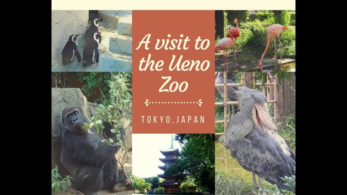 A visit to Ueno Zoo | Tokyo Zoo | Oldest Zoo of Japan | Ueno Zoo