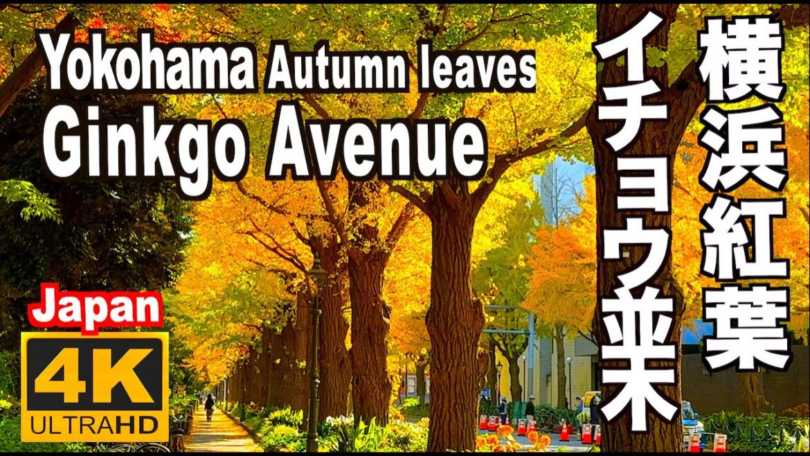 横浜の紅葉2022 イチョウ並木 Ginkgo Avenue in Yokohama Autumn leaves 日本大通り 山下公園通り 横浜観光 イチョウの名所 秋の横浜 横浜紅葉 紅葉の名所
