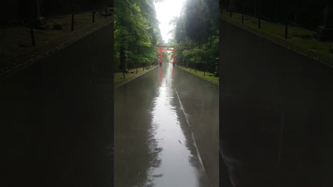 A Serene Walk In The Rain At Kirishima Jingu Temple Japan