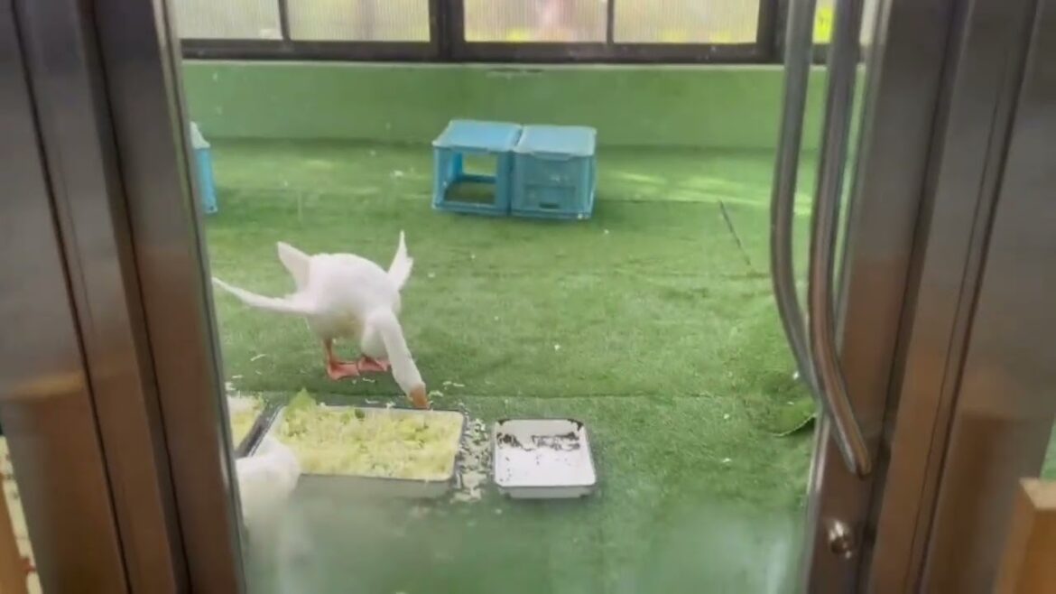 MARUYAMA ZOO #SAPPORO CITY @HOKKAIDO