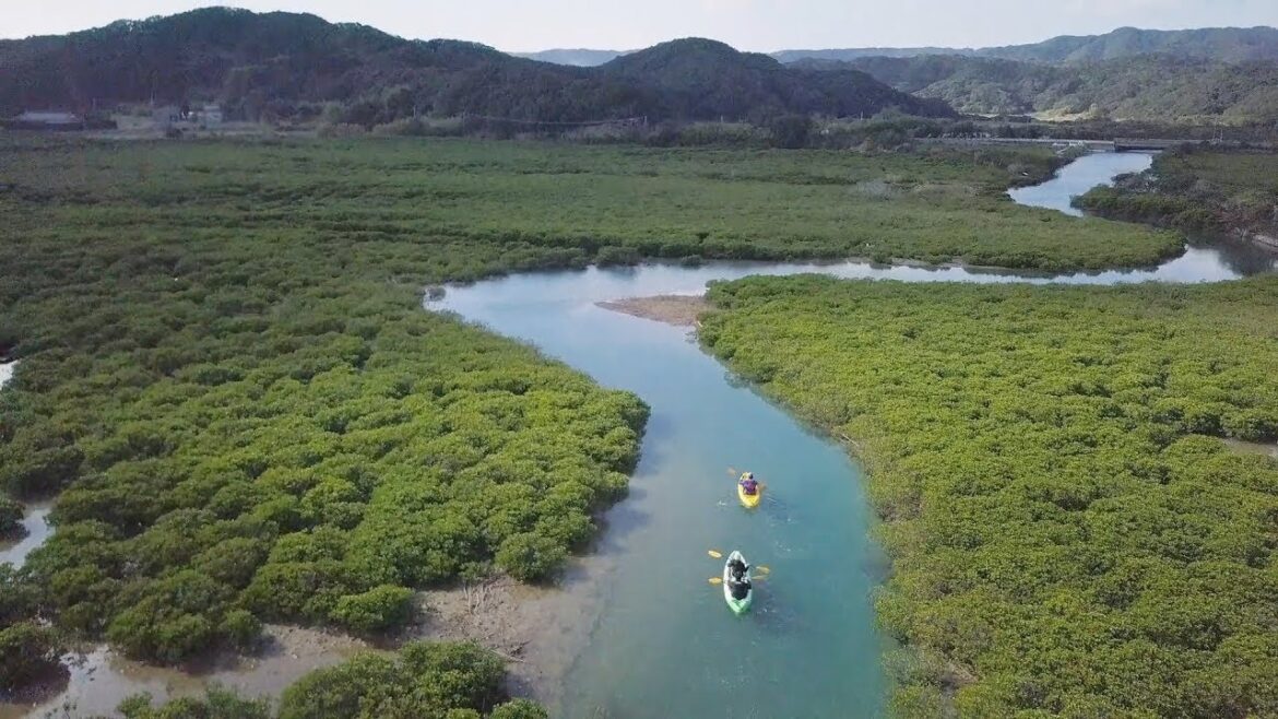 Timeless Japan,Tanegashima - Vol.2 Yoshimi Yamashita