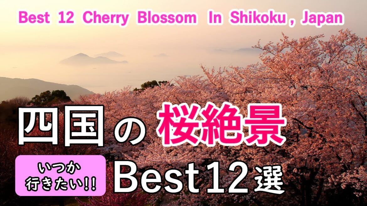 四国の桜絶景ベスト12選 / 紫雲出山・高知城・鏡野公園・松山城・道後公園・宇和島城・丸亀城・徳島城・眉山など / Best 12 Cherry Blossom in Shikoku, Japan 四国の桜絶景ベスト12選 / 紫雲出山・高知城・鏡野公園・松山城・道後公園・宇和島城・丸亀城・徳島城・眉山など / Best 12 Cherry Blossom in Shikoku, Japan