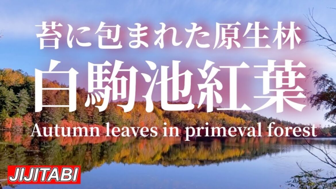 【白駒池の紅葉】苔に包まれた神秘撮影日2023.10.13 [Autumn leaves at Shirakoma Pond] mysterious moss forest