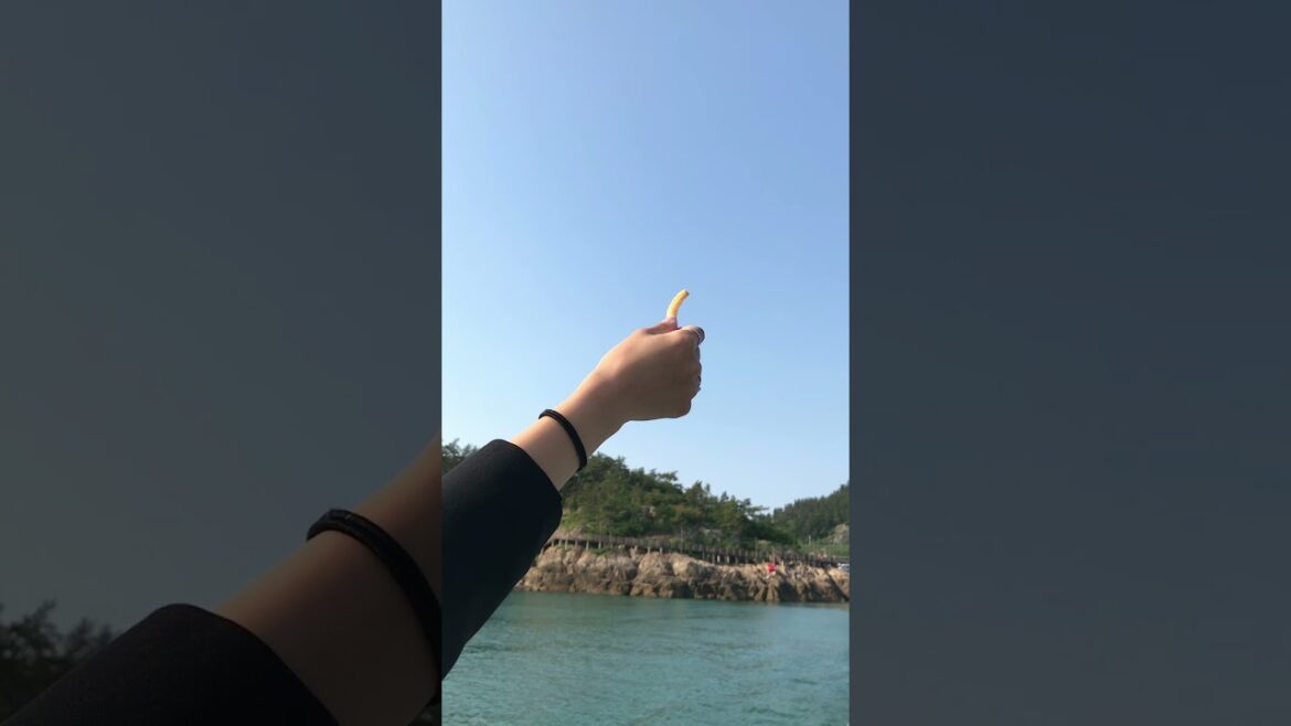 Feeding seagulls , Seonyudo Island , South Korea #shorts Feeding seagulls , Seonyudo Island , South Korea #shorts