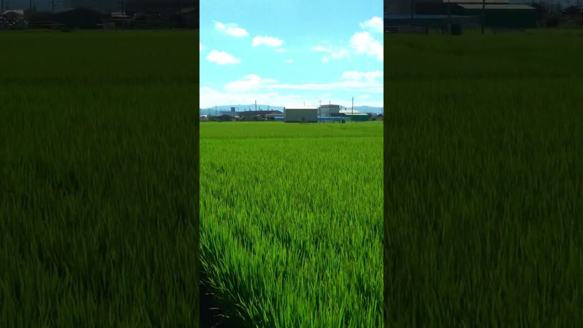 [shorts] Take a walk the rice fields - Kyoto - 4 #shorts #walking #japantravel