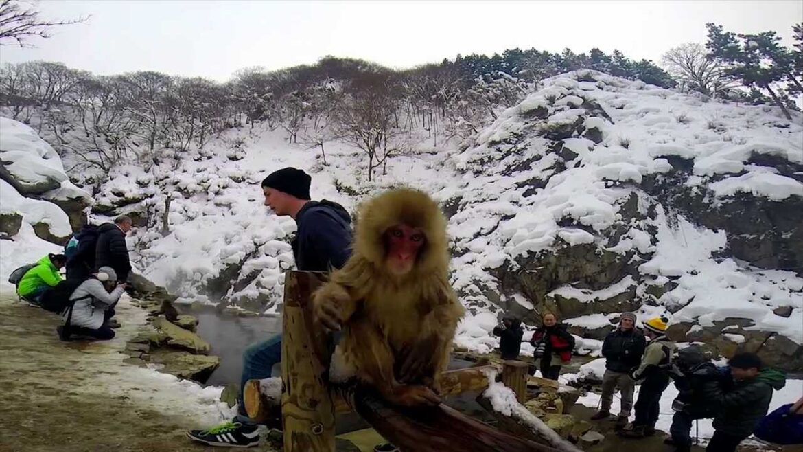 Japan GoPro adventure 2014 Hakuba and Tokyo