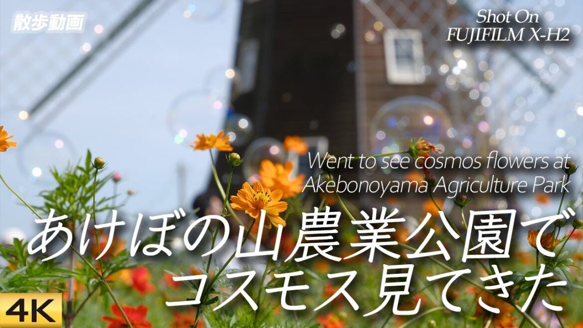 【コスモス】柏のあけぼの山農業公園のコスモスを見に行ってみた Went to see cosmos flowers at Akebonoyama, Kashiwa City【X-H2/4K】 【コスモス】柏のあけぼの山農業公園のコスモスを見に行ってみた Went to see cosmos flowers at Akebonoyama, Kashiwa City【X-H2/4K】