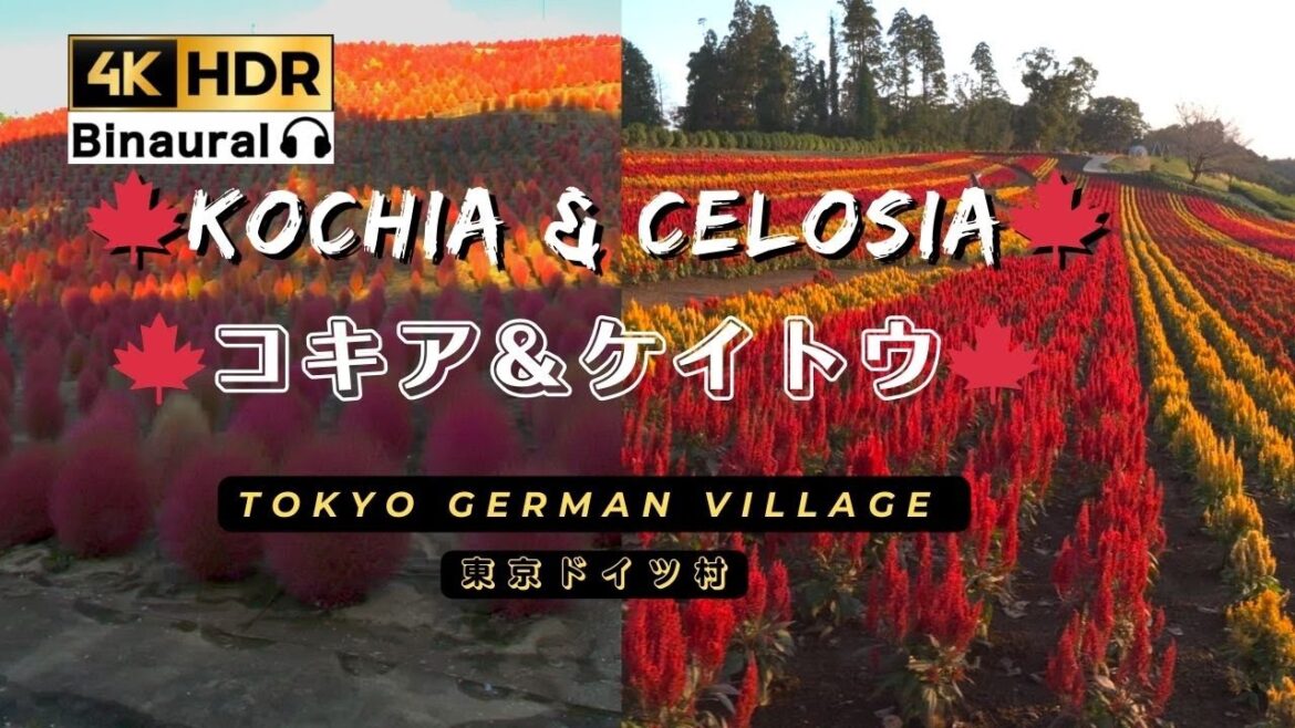 「4K HDR」Autumn Leaves: 東京ドイツ村🍁コキアとケイトウ🍁見ごろ🍁・Tokyo German Village 🍁Kochia🍁 & 🍁Celosia🍁