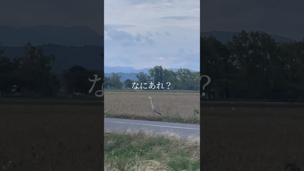 運転中に飛び出してきた大きな鳥「なにあれ？」動かずに遠くを見つめていた日 #vlog #shorts