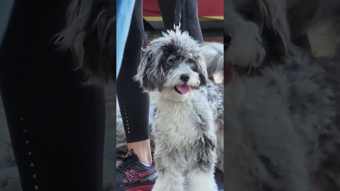 Poodle Doodle looking for Akita and Husky