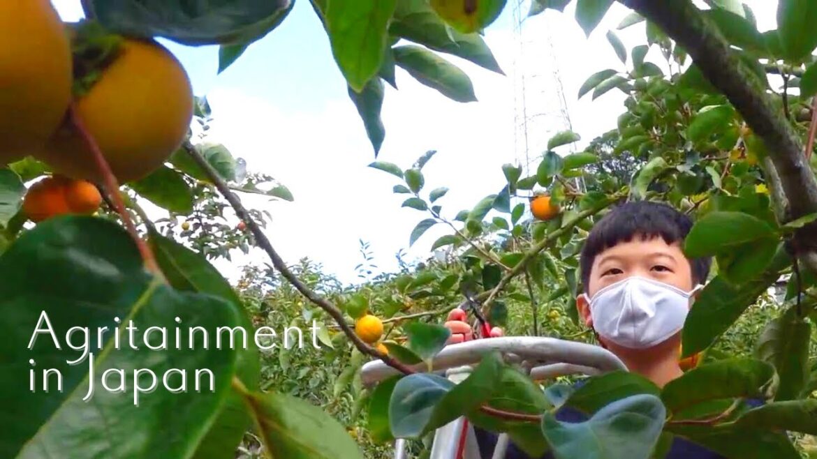 【vlog】3 boys’ trip for fruit picking, rice terrace and shrine in Ukiha Fukuoka, Japan | 福岡うきは遠足 【vlog】3 boys' trip for fruit picking, rice terrace and shrine in Ukiha Fukuoka, Japan | 福岡うきは遠足