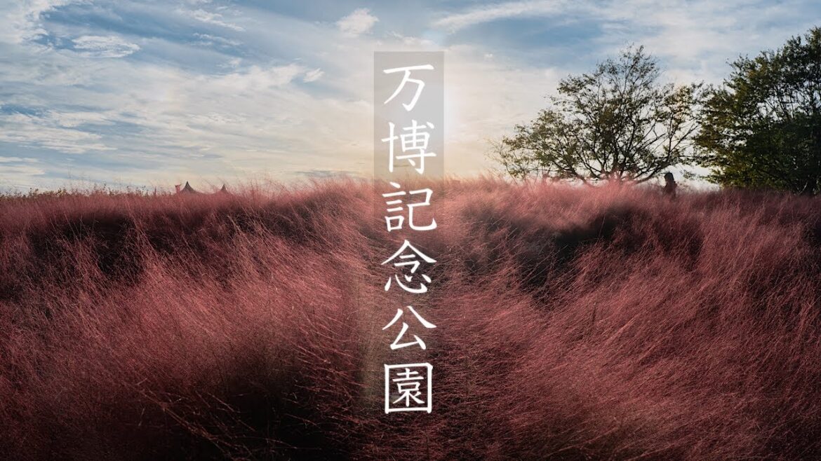 万博記念公園のコスモス 2023 Osaka Walk - Cosmos in Expo'70 Commemorative Park 4K HDR Japan