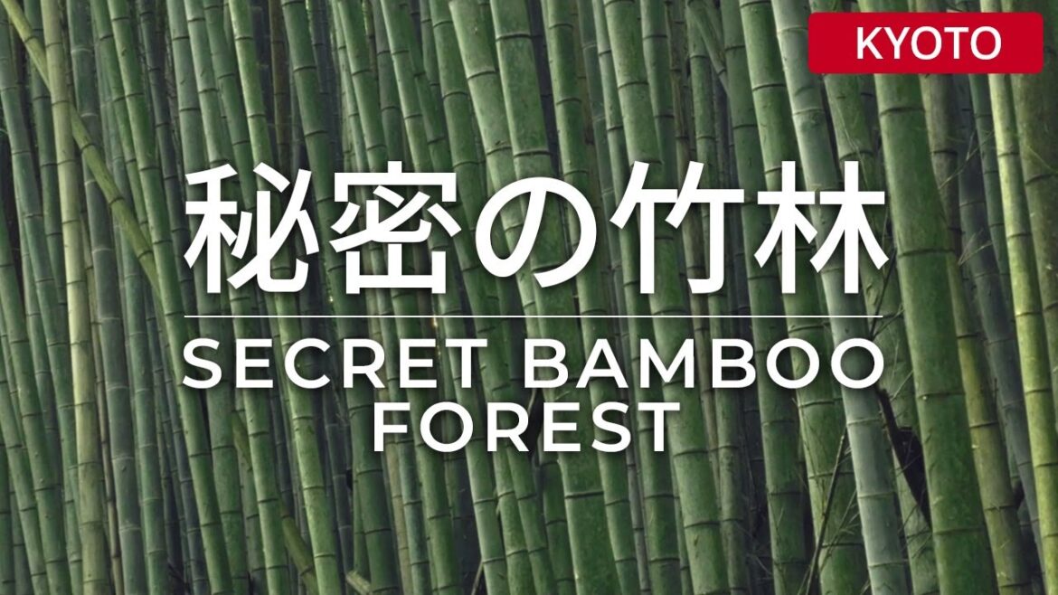 Secret Bamboo Forest Kyoto Japan (not Arashiyama) 秘密の竹林 京都