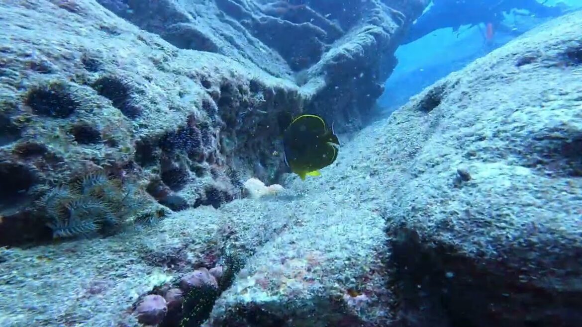 チョウチョウオと追っかけっこ🐠🫧