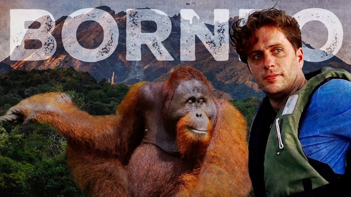 BORNEO 🇲🇾 2 Weeks in Sabah | Sepilok, Turtle Island, Kinabatangan, Mt Kinabalu