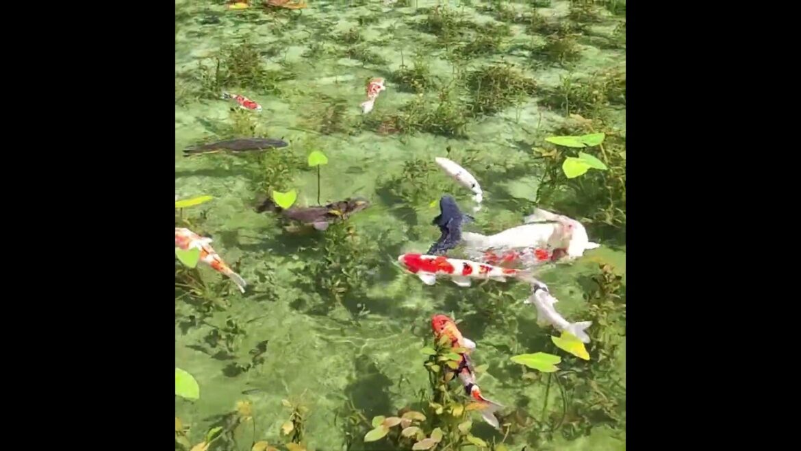 根道神社 モネの池｜HTC ドライブ観光スポット