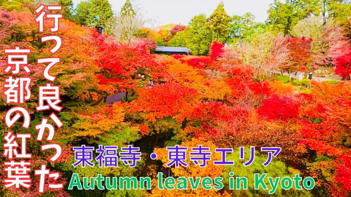 行って良かった❗京都の紅葉🍁東福寺エリア~勝林寺・智積院・東寺🍂Autumn leaves in Kyoto Japan