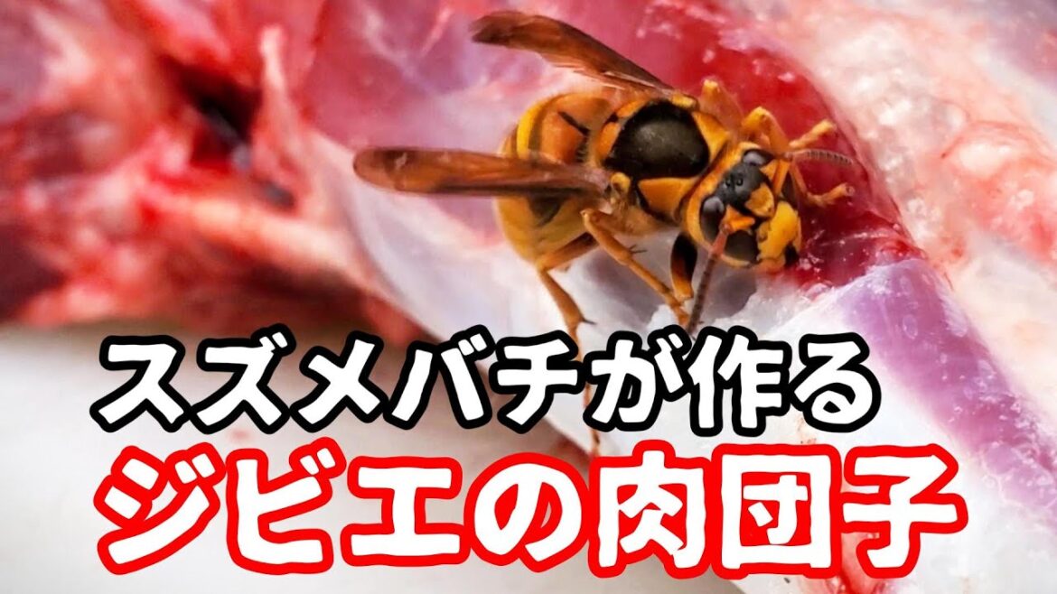 スズメバチが鹿ジビエの肉団子を作る～菅平の自然～