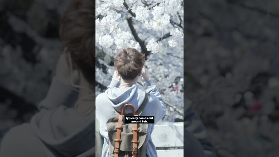 The BEST (and worst) times to travel to TOKYO