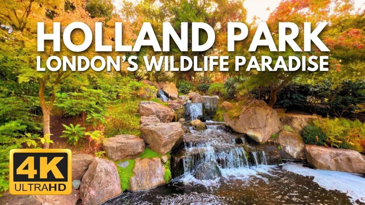 LONDON HOLLAND PARK | Autumn Morning Walk 🍁 | 4K Journey with Peacocks, Herons, and More! 🦚
