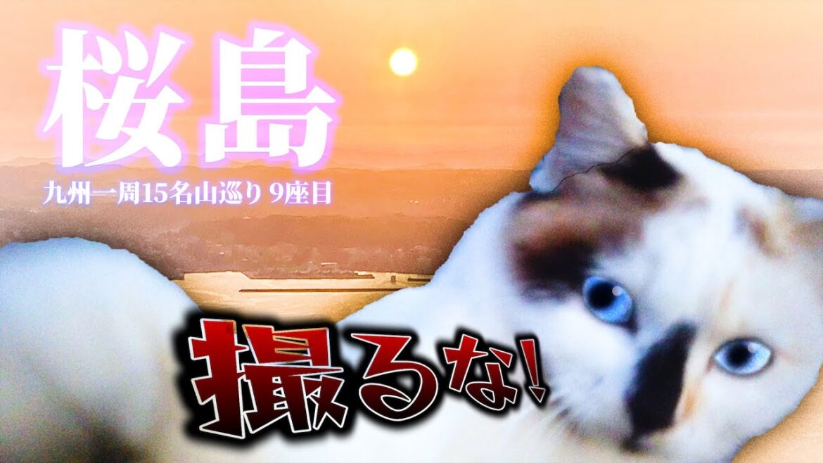 【桜島/鹿児島】猫と夕陽観賞 [Sakurajima volcano with cat  in Kagoshima]