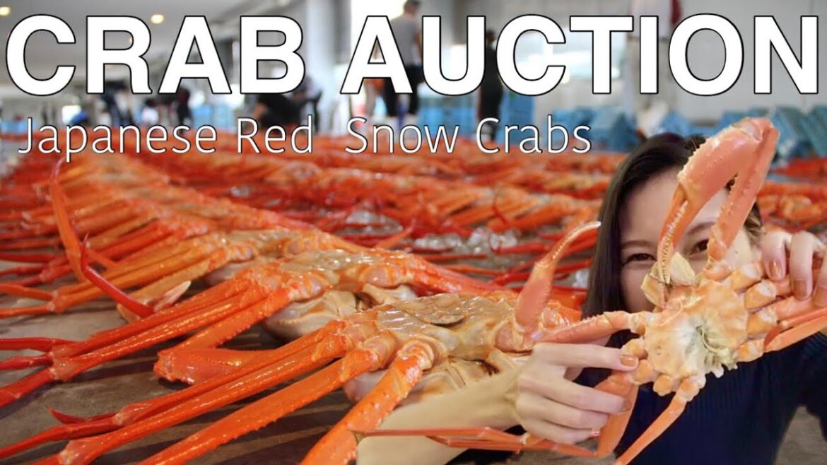 TOYAMA🇯🇵 Let's go to the auction of red snow crab 🦀 Japan Travel Vlog