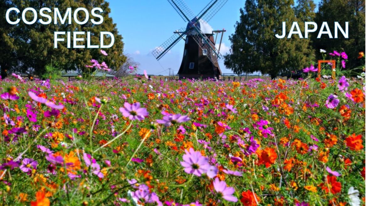 【Cosmos: JAPAN Flower landscape】Walking in Cosmos field Spectacular view of autumn flower 【Cosmos: JAPAN Flower landscape】Walking in Cosmos field Spectacular view of autumn flower