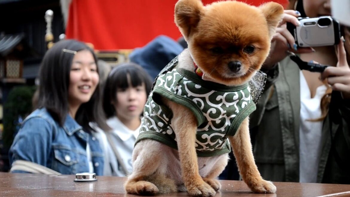 Honeymoon in Japan - October 2016