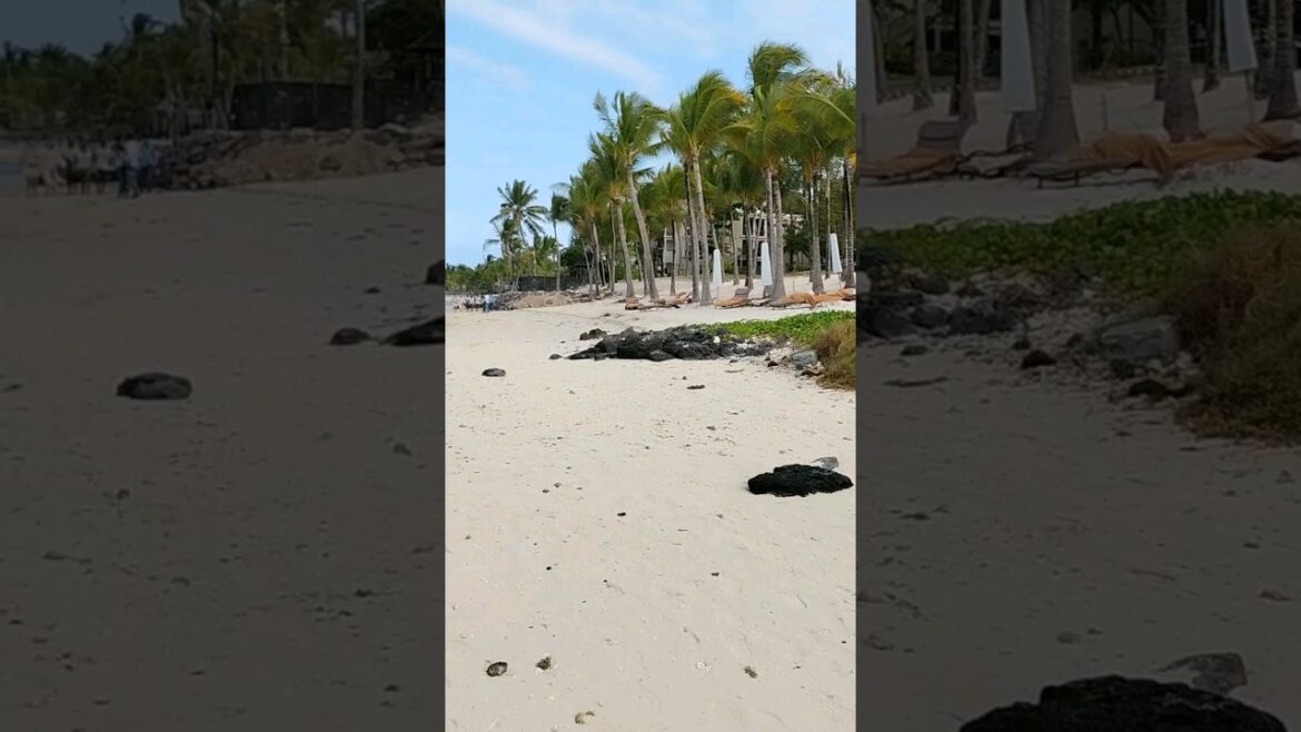 Best beaches in the world | beach walk #mauritius #shorts #travel #utube Best beaches in the world | beach walk #mauritius #shorts #travel #utube