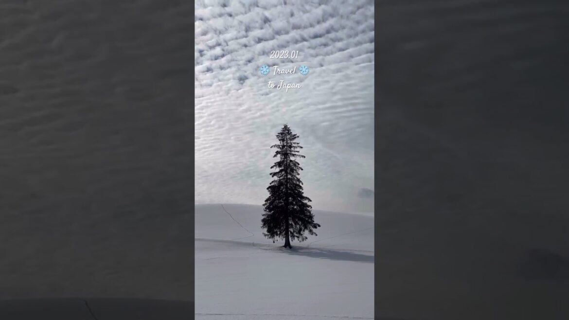 겨울방학 여행지로 최고인 삿포로 ❄💙