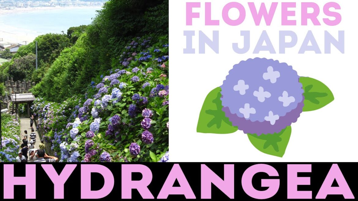 Hydrangeas / Ajisai – Flowers of Japan – June Edition Hydrangeas / Ajisai - Flowers of Japan - June Edition