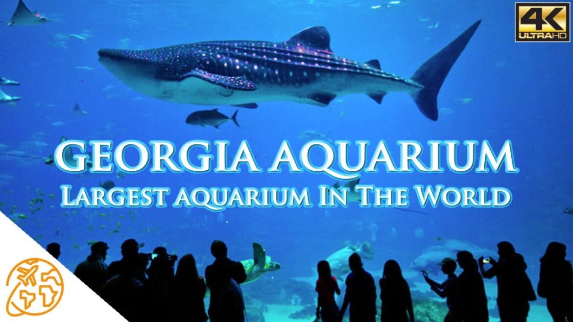 Georgia Aquarium Largest aquarium in the world Atlanta 4k Attractions Georgia Aquarium Largest aquarium in the world Atlanta 4k Attractions