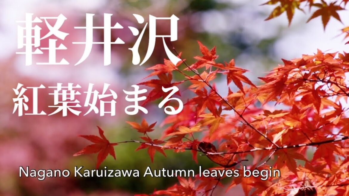 【長野紅葉情報】軽井沢紅葉始まる撮影日2023.10.20 [Nagano autumn leaves information] Karuizawa autumn leaves begin