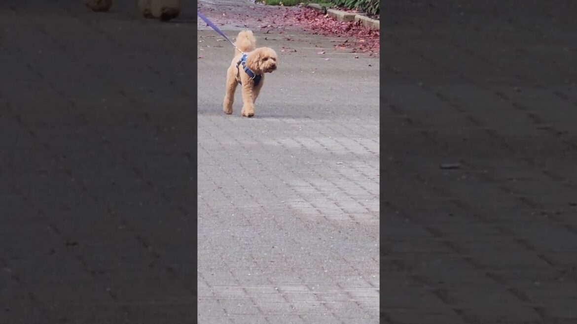 WHERE ARE YOU GUYS HUSKY AKITA WELSH CORGI