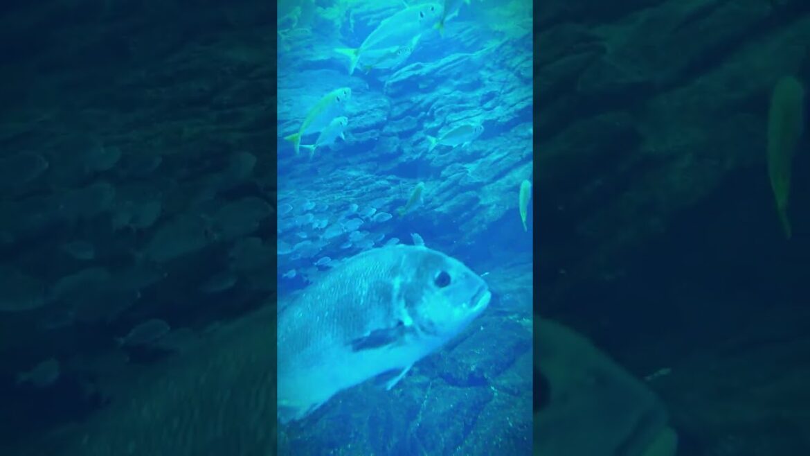 Sendai Aquarium Shots #japan #travel #travelvlog #traveling #aquarium #roadtrip #disney