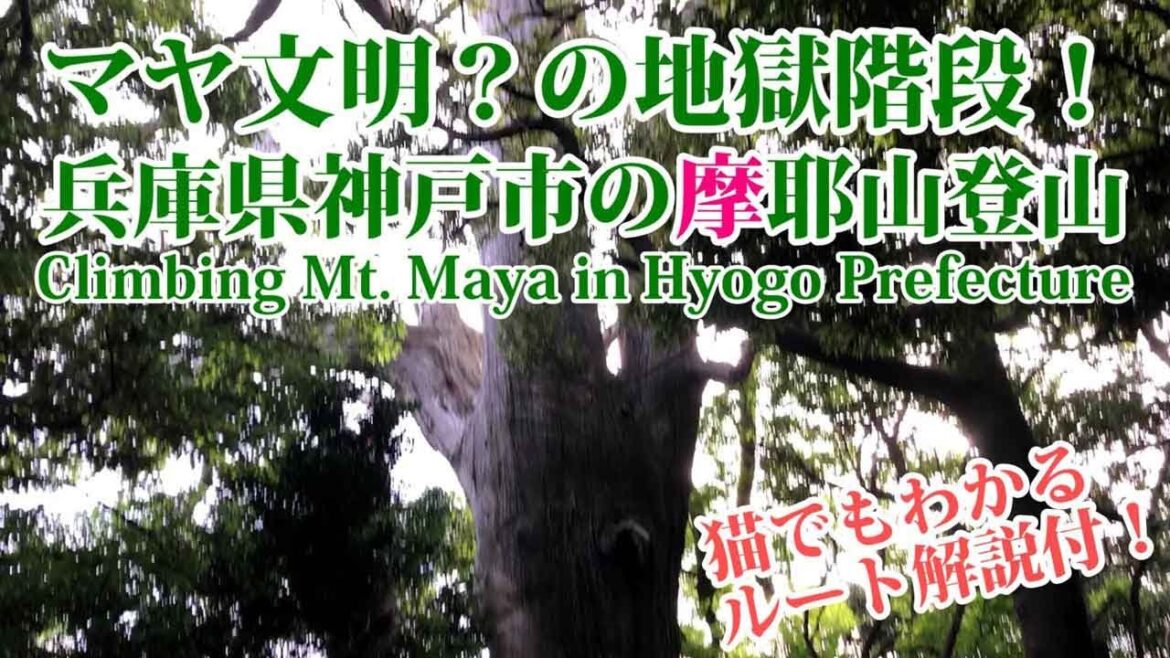【摩耶山登山ルート解説】低山日帰り青谷道コースピストン|六甲山系山登り、兵庫県神戸市灘区トレッキング 【摩耶山登山ルート解説】低山日帰り青谷道コースピストン|六甲山系山登り、兵庫県神戸市灘区トレッキング