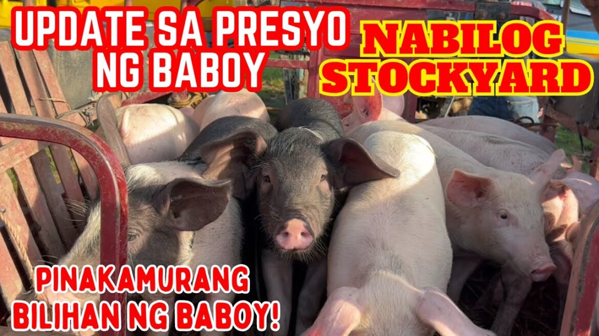 NABILOG STOCKYARD | UPDATE SA PRESYO NG BABOY | PINAKAMURANG BILIHAN NG BABOY| SOLLE’S GANDANG BUHAY NABILOG STOCKYARD | UPDATE SA PRESYO NG BABOY | PINAKAMURANG BILIHAN NG BABOY| SOLLE'S GANDANG BUHAY