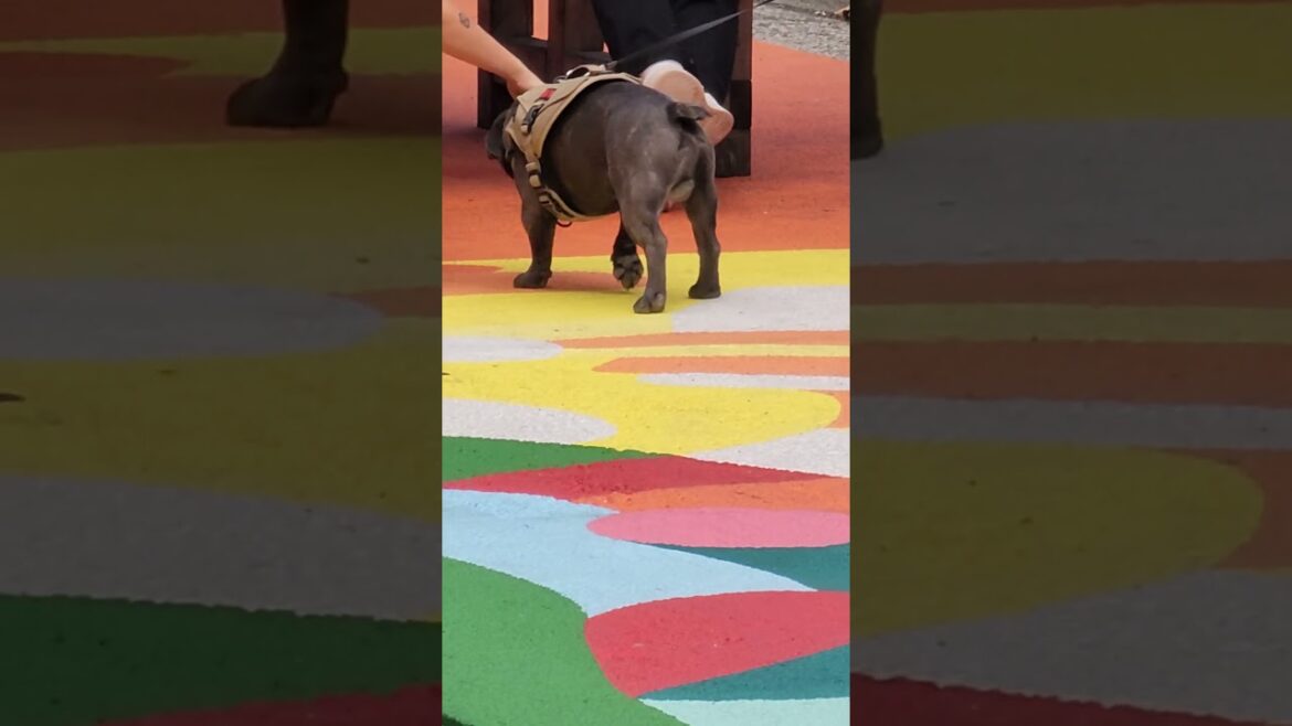 Frenchie awaiting Welsh Corgi and Akita