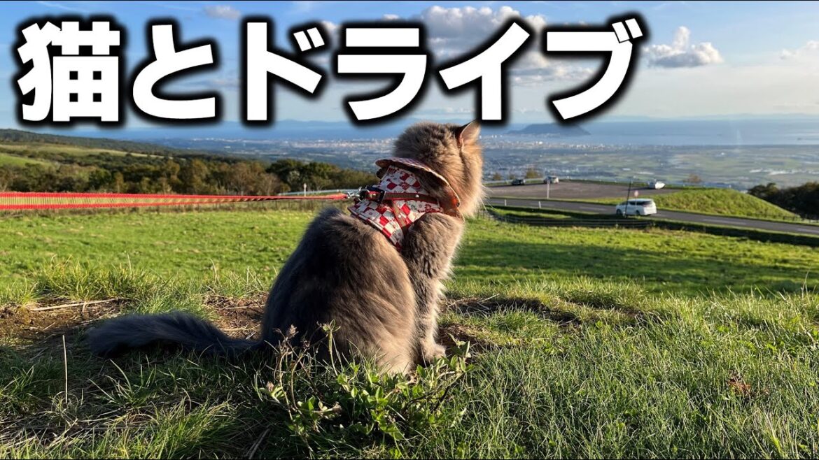 絶景の函館裏夜景と函館平原を猫と楽しむ! 城岱牧場展望台・新函館北斗駅・ラッキーピエロ【函館エリア】 絶景の函館裏夜景と函館平原を猫と楽しむ! 城岱牧場展望台・新函館北斗駅・ラッキーピエロ【函館エリア】