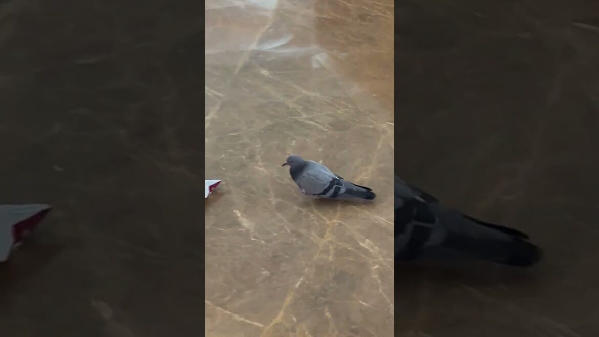 Pigeons at Air India Lounge, Indira Gandhi International Airport, Delhi #airport #aviation Pigeons at Air India Lounge, Indira Gandhi International Airport, Delhi #airport #aviation