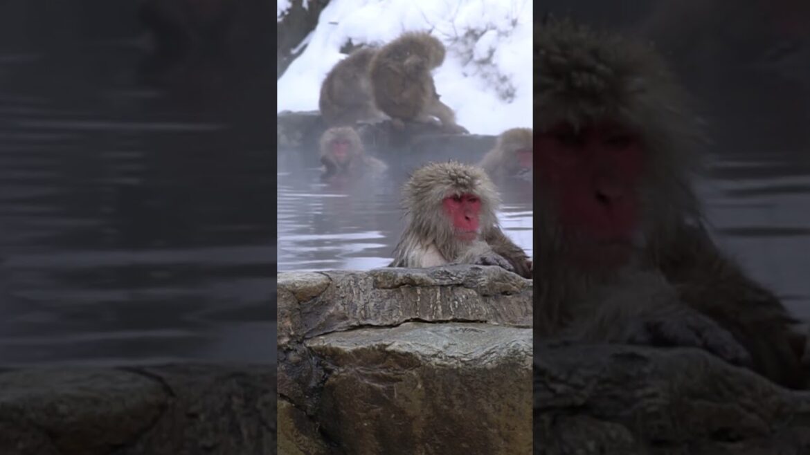 Monkey Park, Nagano, Japan ❄️