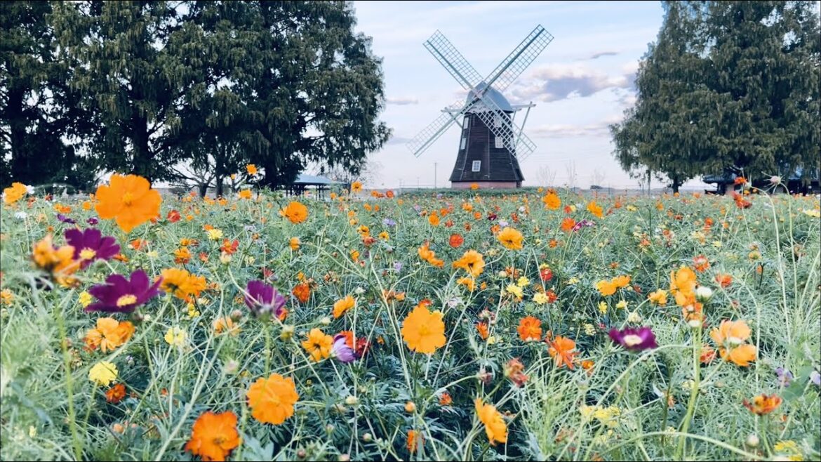 [Japan Travel] Cosmos Flowers at Akebonoyama Agriculture Park, Chiba