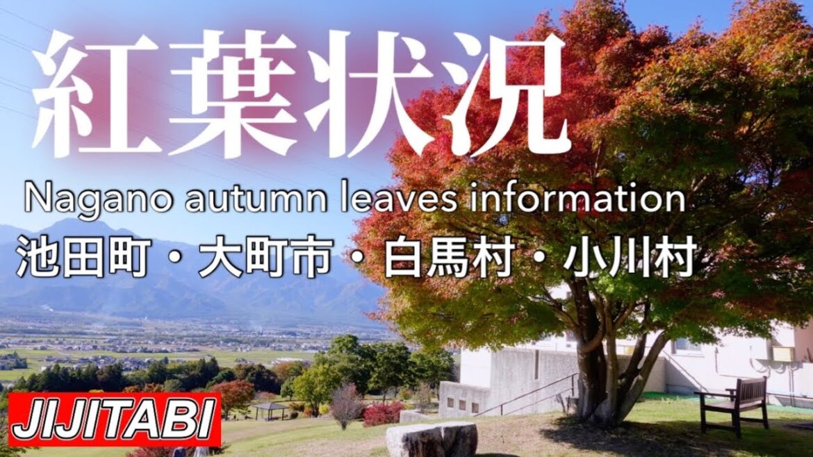 【長野紅葉情報】長野県池田町・大町市・白馬村・小川村撮影日202310.22紅葉状況[Autumn Foliage Information] Nagano Prefecture ,