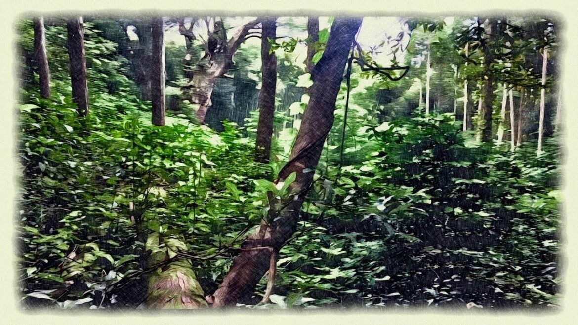 【4K Japan】Walking Along the Excavated Path Leading to the Ancient Sacred Tree | teamLab 【4K Japan】Walking Along the Excavated Path Leading to the Ancient Sacred Tree | teamLab