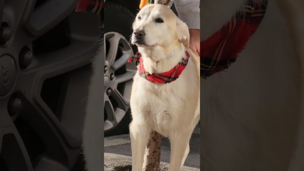 LABRADOR LOOKING AT AKITA AND WELSH CORGI