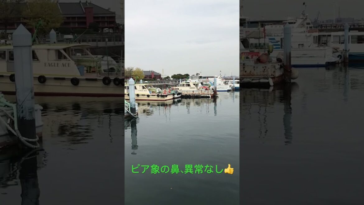 象の鼻パークから  ピア象の鼻 #象の鼻パーク  #横浜 #yokohama #赤レンガ倉庫 #観光船 #大さん橋